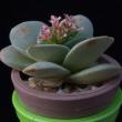 Crassula cv. Morgan Beauty (3,5)