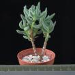 Crassula mesembryanthemoides (5,5)