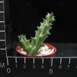 Diplocyatha ciliata (5,5)