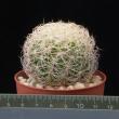 Discocactus araneispinus (6,5)