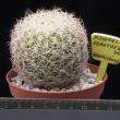 Discocactus araneispinus (8,5)