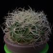 Discocactus araneispinus(3,5)