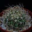 Discocactus araneispinus (5,5)