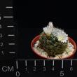 Dolichothele albescens (5,5)
