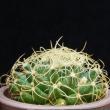 Dolichothele marnier lapostollei (3,5)