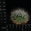 Dolichothele zephyranthoides (5,5)