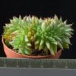 Echeveria agavoides cristata (5,5)