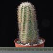 Echinocereus bristoli 8,5