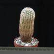 Echinocereus fitchii (6,5)