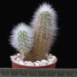 Echinocereus nivosus (5,5)