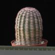 Echinocereus pectinatus 8,5