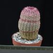 Echinocereus pectinatus v. rigidissimus (6,5)