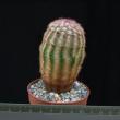 Echinocereus reichenbachii (6,5)