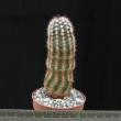 Echinocereus reichenbachii v. purpureus (6,5)