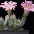 Echinocereus scheeri (504)