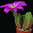 Echinocereus scheeri v .gentryiPP2010