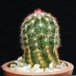 Echinocereus viridiflorus (3,5)