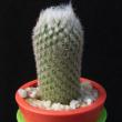 Epithelantha dickisoniae (3,5)