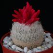 Epithelantha micromeris (5,5)