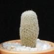 Epithelantha rufispina (3,5)