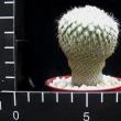 Epithelantha unguinispina (6,5)