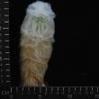 Espostoa lanata (5,5)