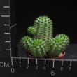 Euphorbia suzannae (5,5)