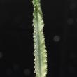 Euphorbia ammak variegata (8,5)