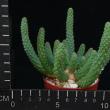 Euphorbia caput medusae (6,5)