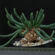 Euphorbia caput-medusae ( 12)