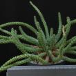 Euphorbia caput-medusae ( 13 )