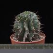 Euphorbia horrida (6,5)