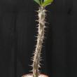 Euphorbia milii grandiflora (6,5)