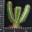 Euphorbia avasmontana (6,5)