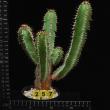 Euphorbia parciramurosa (257)