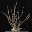 Euphorbia platyclada (6,5)