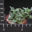 Faucaria tuberculosa (6,5)
