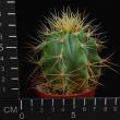 Ferocactus hystrix (6,5)