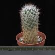 Gymnocactus beguinii (5,5)