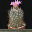 Gymnocactus beguinii (6,5)