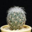 Gymnocactus knuthianus (3,5)