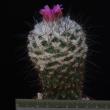 Gymnocactus viereckii (6,5)