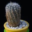 Gymnocalycium bruchii (3,5)