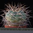 Gymnocalycium cardenasianum (8,5)