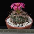 Gymnocalycium carminanthum (8,5)