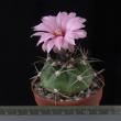 Gymnocalycium chiquitanum (6,5)