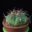 Gymnocalycium chiquitanum v. nigrispinum (3,5)