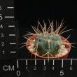 Gymnocalycium guanchinense (5,5)