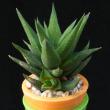 Haworthia glauca (3,5)