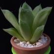 Haworthia incurvula (3,5)